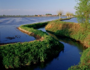 Un canale irriguo che porta l'acqua alle risaie nella pianura tra Piemonte e Lombardia