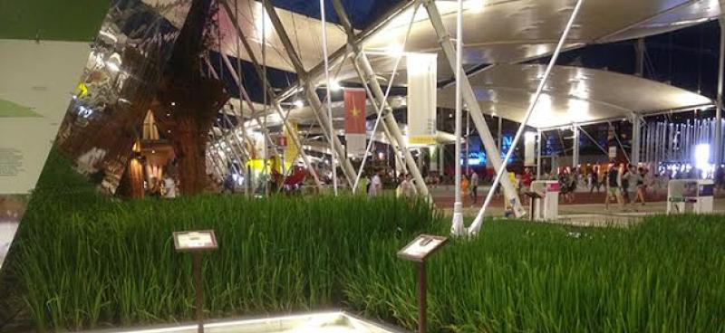 La ricostruzione di una risaia all'interno di Expo 2015